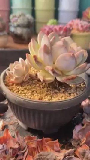 ASMR-видео: Глубокая чистка суккулентов 🌵 Удаление сухих листьев и хрустящие звуки (без разговоров)