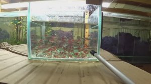 Работа с разводни, почистил аквариумы, посортировал рыбку, данио на нерест