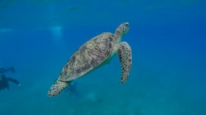 РАССЛАБЛЯЮЩАЯ МУЗЫКА