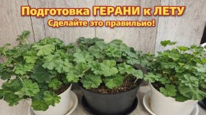 Подготовьте ГЕРАНЬ к ЛЕТУ ПРАВИЛЬНО!