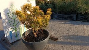 Сосна MUGO CARSTENS WINTERGOLD, COPPA 30