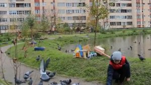 Отвальная для птиц. НастройТВ-13