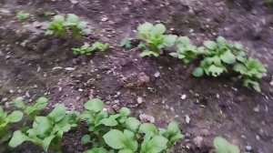 Картошка в марте часть 3-я