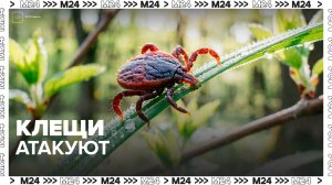 Первый случай обращения к медикам с укусом клеща зафиксирован в Подмосковье