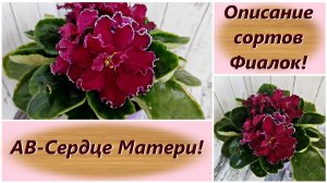 Описание сортов Фиалок! АВ-Сердце Матери!