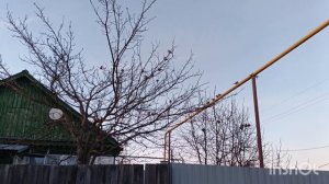 Весна. Деревня. Закат. Воробьи