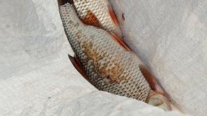 Обрыбились и то хорошо 👍