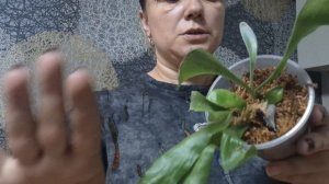 ИЗЛИШКИ моих растений 🌱🪴