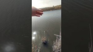 Плотва на мормышинг