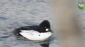 Зеленый патруль.Черно - белая красавица...