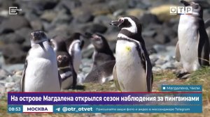На острове Магдалена открылся сезон наблюдения за пингвинами