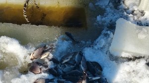 Ночная рыбалка на тягу 2026 на карася