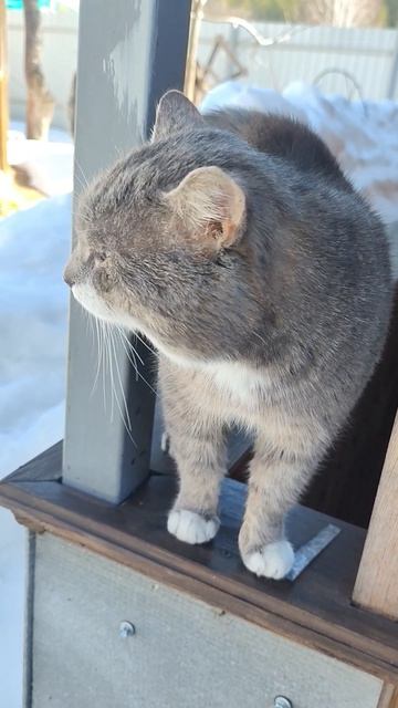 Светлая полоса...#юмор#пушистыйдруг#кот#питомцы#барси