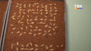 В ход идёт даже пылесос. Партии семян проверяют перед посевной в Искитимском районе