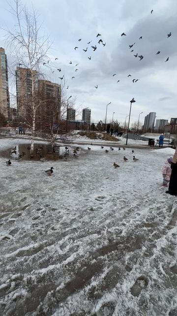 Красноярск-пришла весна🦆🦆 смотреть онлайн