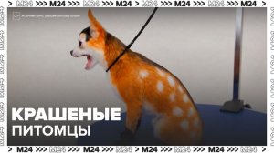 Москвичи стали чаще прибегать к окрашиванию собак у грумеров - Москва 24
