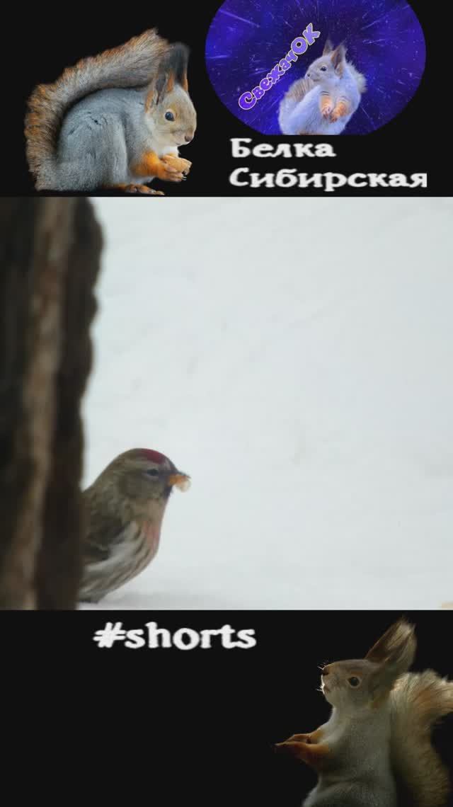 Чечетки в весеннем лесу