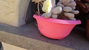 16 марта 2026. Обзор весенних цветочков и клумб...Опять кружимся вокруг дома!