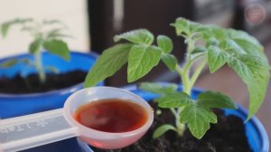 После этой подкормки рассада  - огонь! Аптечный коктейль сделает рассаду перца и помидор красивой!