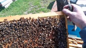 Весенний расплод 23.03.2026г