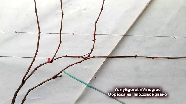 🍇 Самая ПРОСТАЯ и самая СЛОЖНАЯ ОБРЕЗКА ВИНОГРАДА. Наиболее ясное объяснение на ютубе от Егорутина!