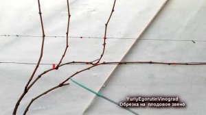 🍇 Самая ПРОСТАЯ и самая СЛОЖНАЯ ОБРЕЗКА ВИНОГРАДА. Наиболее ясное объяснение на ютубе от Егорутина!