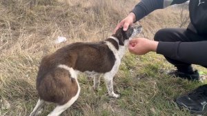 Спасли собаку / Оказалось с огнестрелом