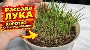 Коротко про ЛУК ГИГАНТ, выращивание, подкормки