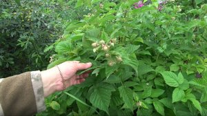 С ремонтантной малиной я поступаю, как с летней