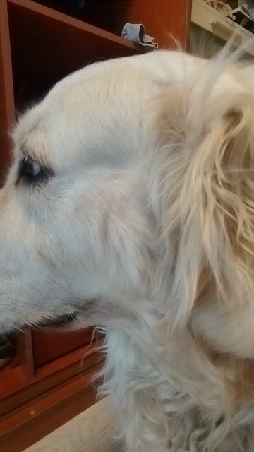 ШКОЛА КОТА ПЕРСИКА (ЧАСТЬ 1/50)