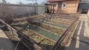 Жизнь вне орхидей -решил не портить НАВЕС в доме на Юге из-за винограда ： всё гениальное просто!