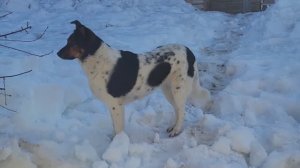 Сторожиха. Monica-the watchman