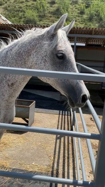 Смотрим лошадок в зоо