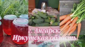 2302.  Рассадный 2026 г.Пикирую томаты второго посева, сегодня 24-03-2026.