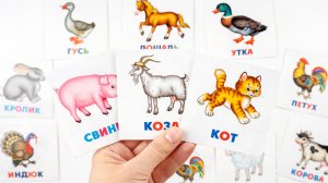 Изучаем Домашних Животных