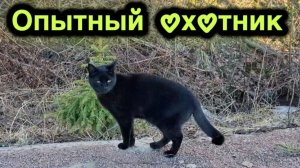Весна — время охоты и неожиданных эмоций. Черный кот и его добыча