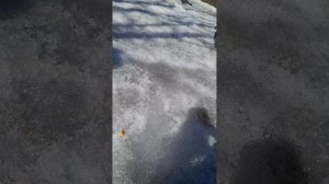 кормлю голубей