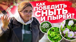 КАК УБРАТЬ СОРНЯКИ НАВСЕГДА! Мокрицу, сныть, вьюн, портулак и другие