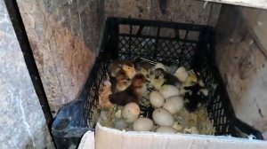 Утята выводятся под уточкой! Сколько штук вывелось?