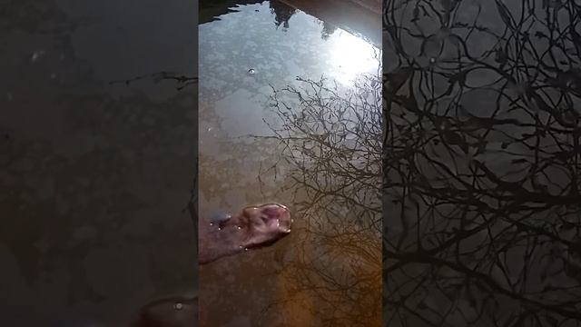 Потоп подводной лодки