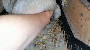 Индоутка и квочка вывели утят! / САМЫЙ ЛУЧШИЙ ВЫВОД УТЯТ в этом году? / Вывелось 24 утенка из 25