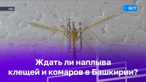 Ждать ли наплыва клещей и комаров в Башкирии? | БСТ