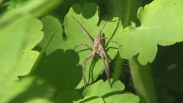 Насекомые и пауки с названиями видов
