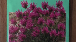 Первые всходы тимьяна на рассаду