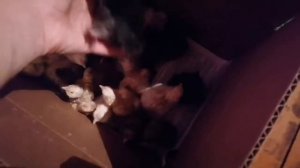 Вывод ЦЫПЛЯТ в инкубаторе! / Сколько вывелось? / Цыплята помесь с брамой