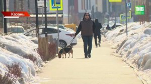 Атака среди бела дня: собака набросилась на ребёнка