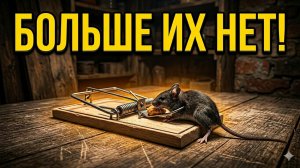 Какая мышеловка лучше? Сравнение и принцип работы