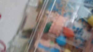 кинул муравьям духвостку