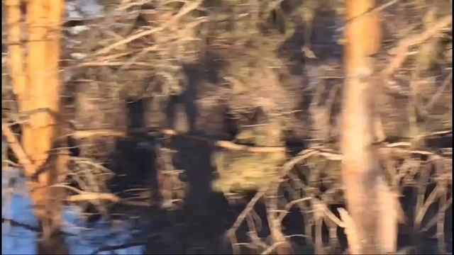 Движение в кустах и след на листе!| Вызов Тикки Тоби | Крипота TV