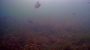 ЩУЧИЙ ВЫХОД! РЫБКА ПРОБУДИЛАСЬ ВЕСНОЙ!Лучшие подводные кадры!